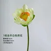 Lotus - Un loto blanco en plena floración