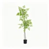 Verde 13 Nandina