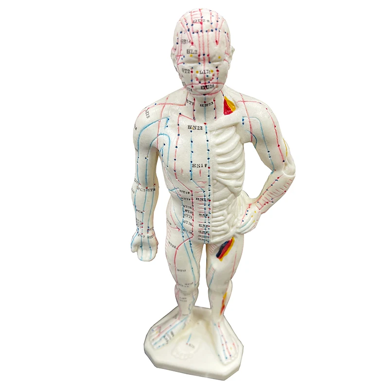 26cm Human Body Acupuncture Model Man/woman Meridians Model Chinese ...