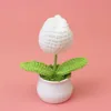 White tulip potted plant