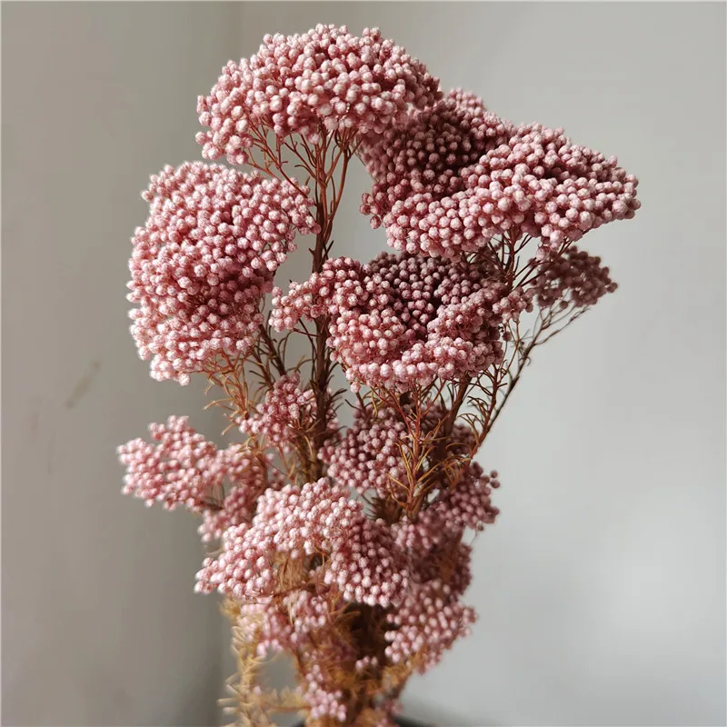 Preserved Sakura Rice Flower Beautiful Branches Style for Fresh Household Arrangements and Bouquet Making Packaged in Bags