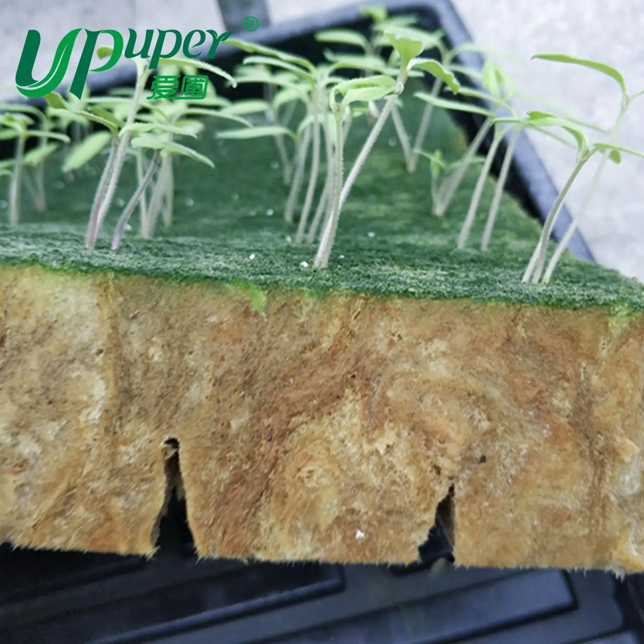 Upuper Growing Tray Seedling Rock Wool Plant Extract Hydroponic Sponge Seed Growing Media Cubes