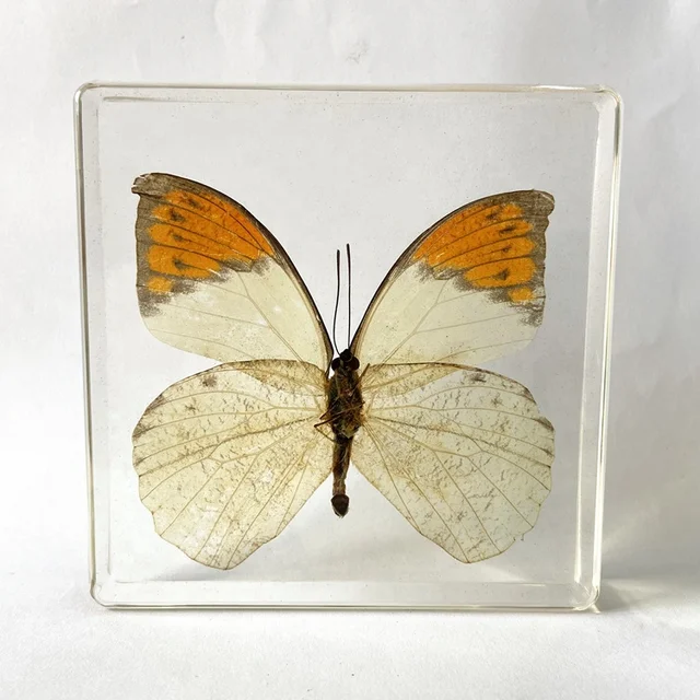 Real Dried Butterfly Safe Resin Hebomoia Glaucippe Specimen for Birthday Gifts