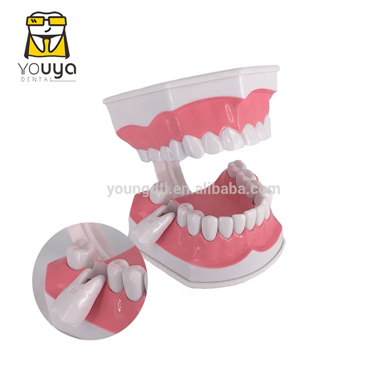Пластиковая съемная модель анатомии зубов, демонстрационная модель для стоматологического исследования с зубной щеткой