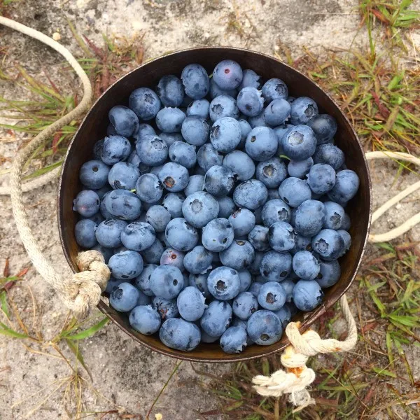 best quality fresh berries blueberry