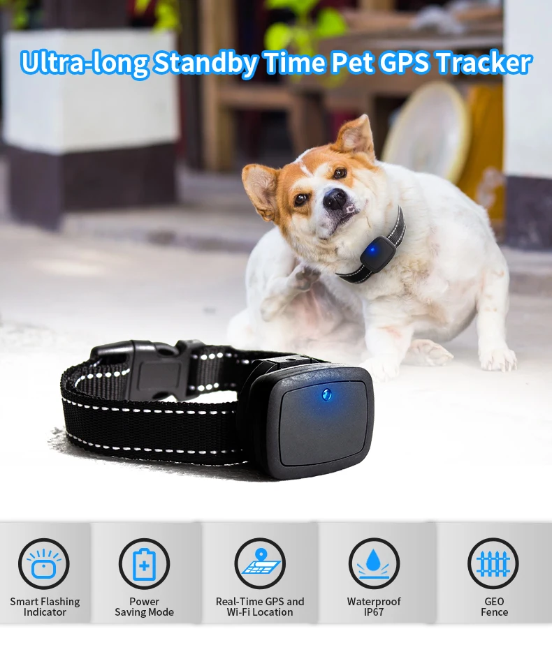 can you get tracking chips for dogs