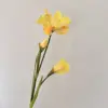 Alice iris amarillo