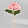 Hortensia rose