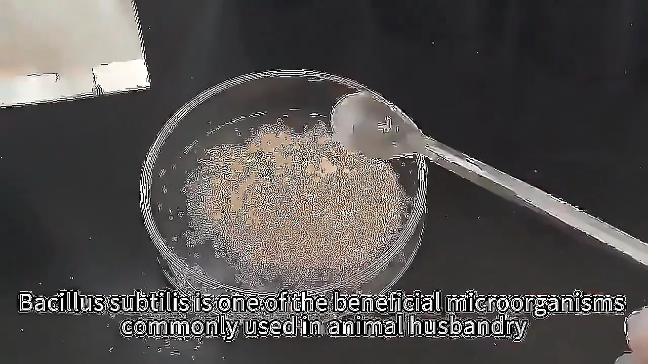 Probiotics Bacillus Subtilis Aquarium Aquaculture Animal Probiotic For ...