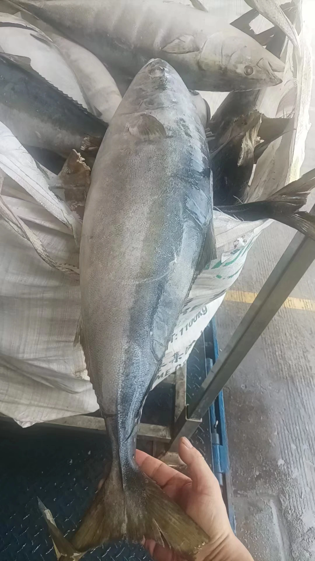 Frozen Yellowtail Fish Size 7/12kg/pc Origin China Whatsapp +86