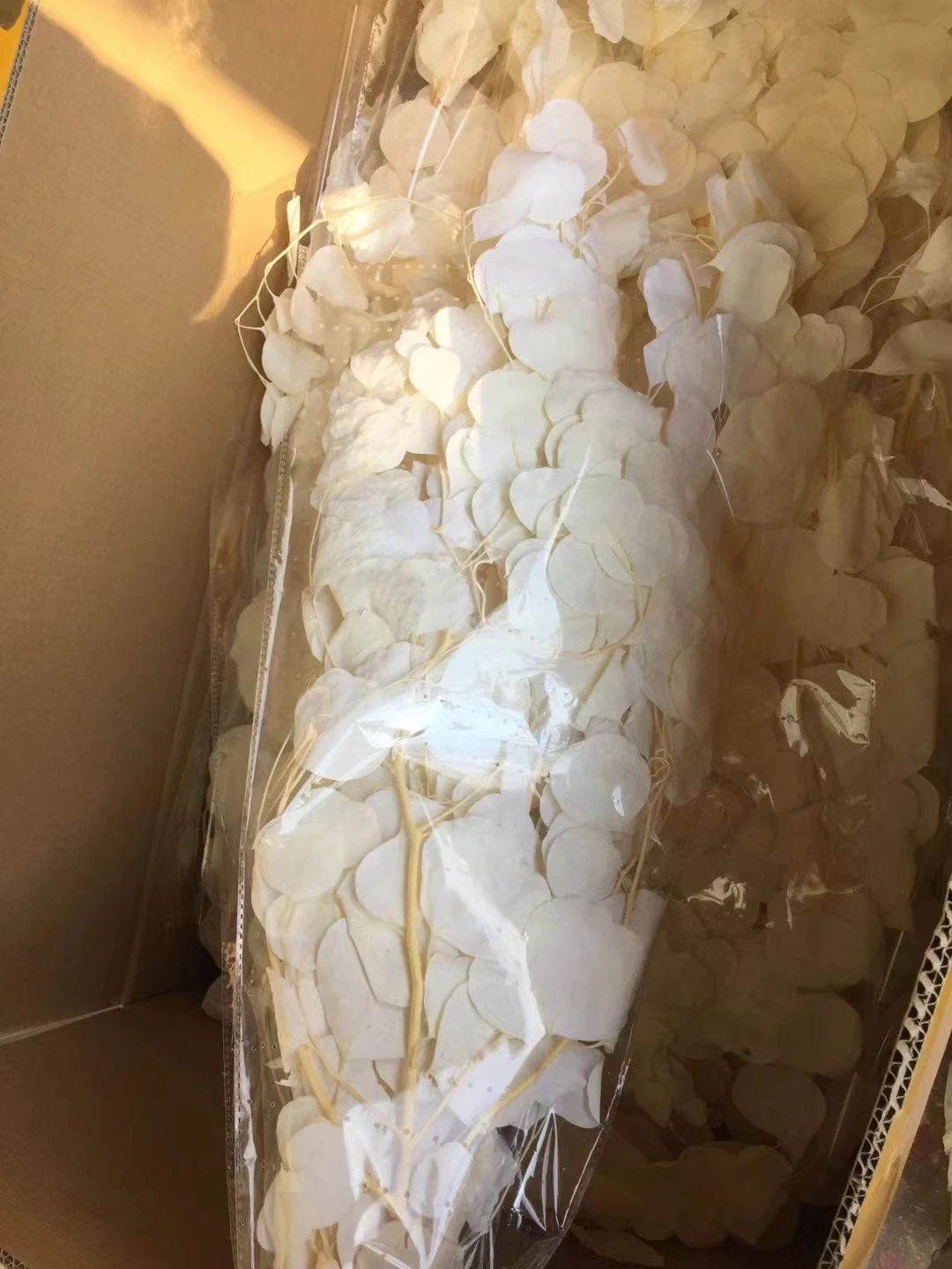 Dollar Eucalyptus For Wedding Supplies Dried Flower Arrangement Apple