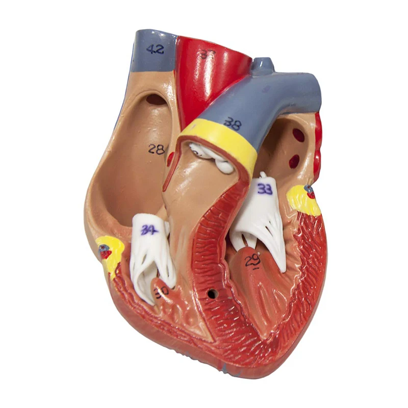 Respiratory System 7- Part Human Lung Model For Medical Display