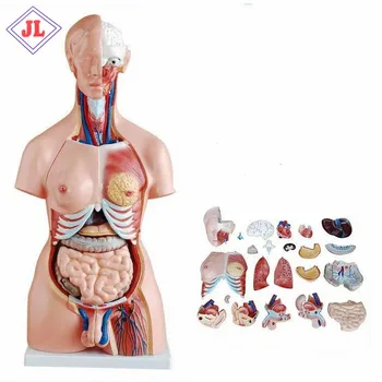 85cm human  Female change Male Torso model 23 Parts for teaching