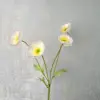 Rose dégradé