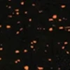 Orange dot