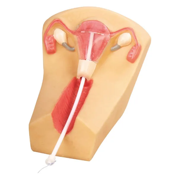 GD/F5N General Doctor IUD Training Model Educational Practise Model