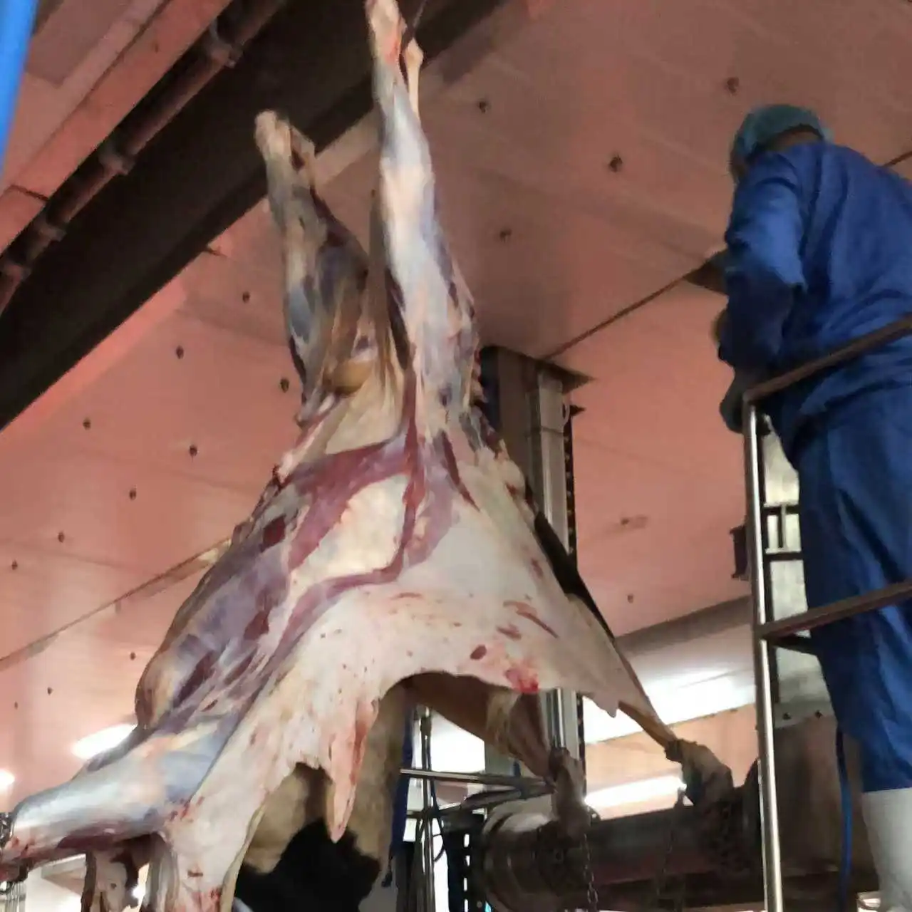 Complete sheep slaughterhouse design, construction and cold storage project with complete slaughter line