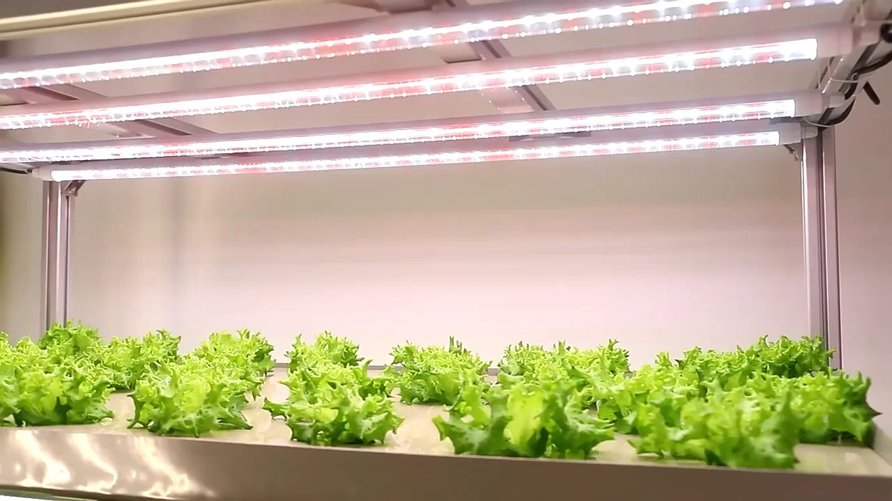 Wholesale Indoor Plants Ip65 Full Spectrum Hydroponic Grow Light Bar ...
