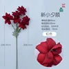 New Little Evening Glory, Red