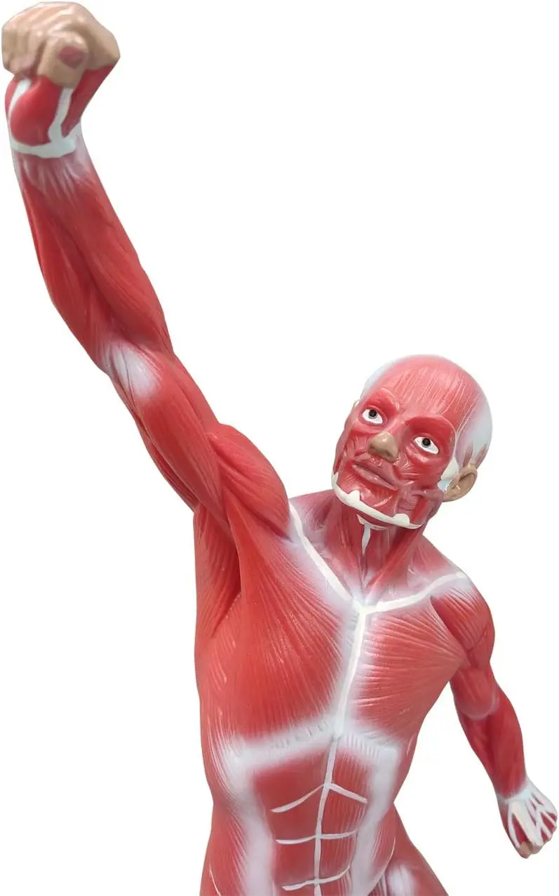 Miniature Muscular System Model 50 cm Human Muscle Anatomy Model Displaying Superficial Medical Model Muscles Anatomy