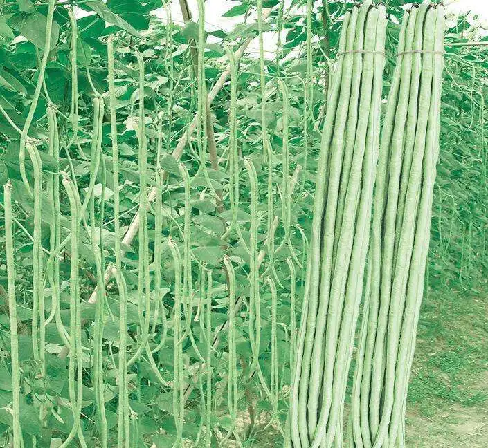Jbe01 Liby高収量ライトグリーンヤードロング豆種子 中国ロング豆種子 Buy 長い豆の種 中国の長い豆の種 緑の長い豆の種 Product On Alibaba Com
