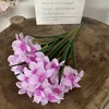 Lavanda
