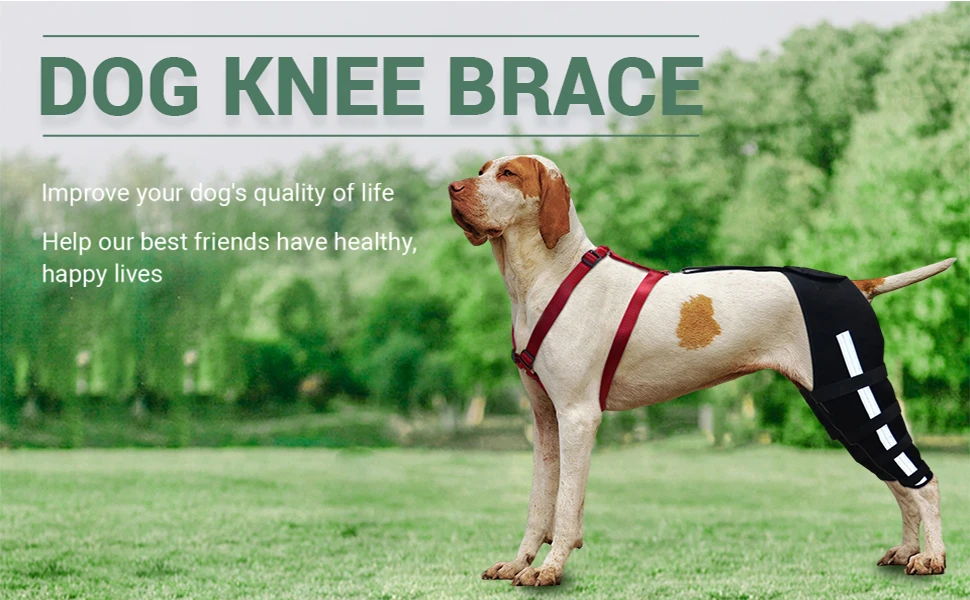 Dog Knee Brace For Dog Torn ACL Luxating Patella Cruciate Ligament Offer Support And Protection