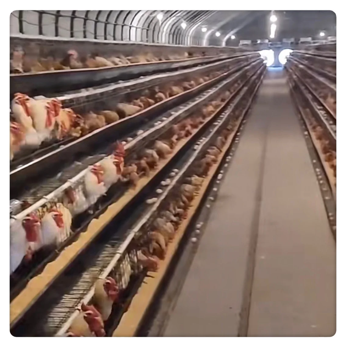 Semi Automatization a Type Automatic Fully Baby Chicken Cage for Sudan Farms