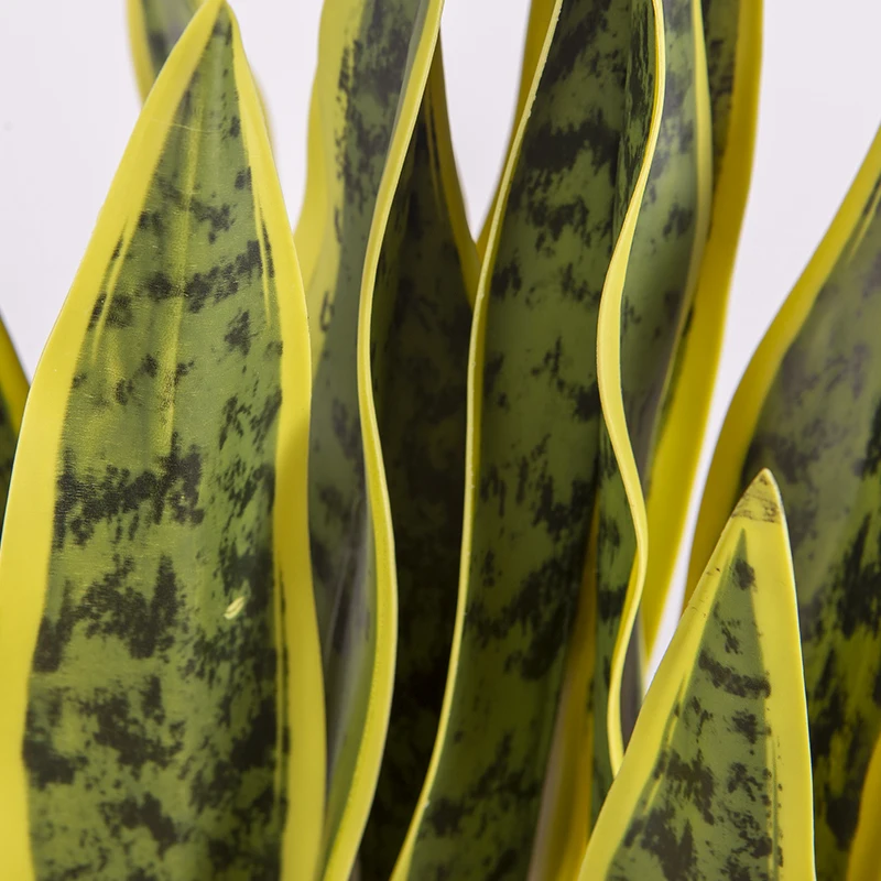 purple tiger lily Lilium tigrinum 'Yellow Tiger' – Fieldstone Gardens Inc main image 1