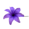 PRF-231Violet