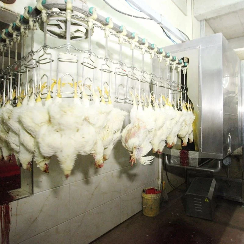 2000BPH Poultry Slaughter Line Chickens Process