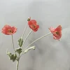 Rosa corallo