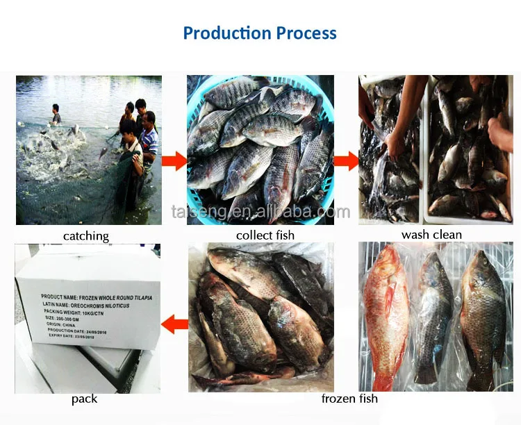 Obral Pemasok Ikan Talapia Buy Talapia Talapia Supplier Talapia Ikan Product On Alibaba Com