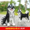 Una coppia di husky