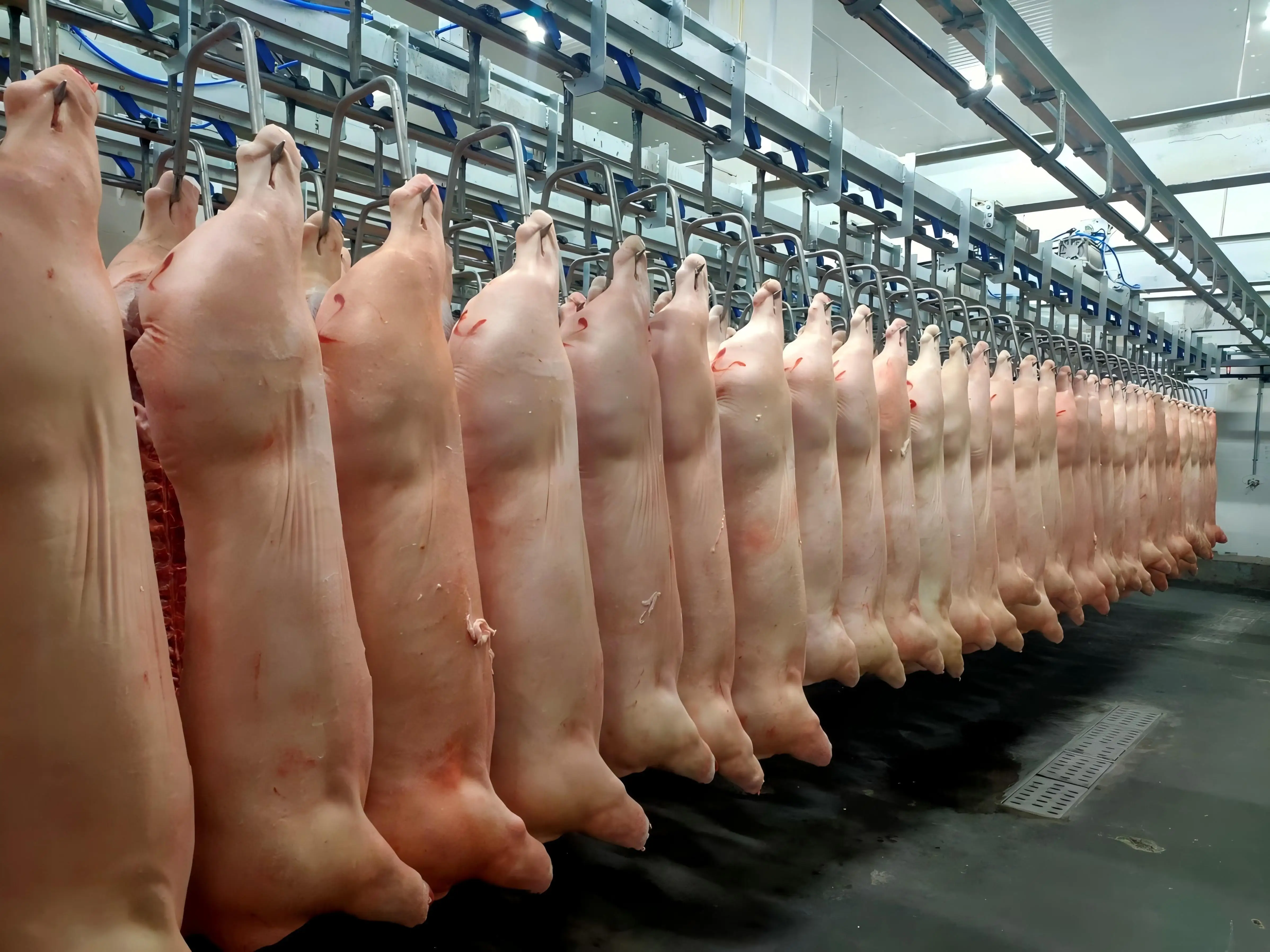 Complete turnkey pig slaughtering production line stainless steel 304 pig slaughterhouse mechanical pig slaughtering processing system