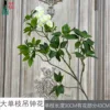 Large single-stem bellflower, white