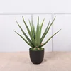 Mini aloe vera de 47 cm