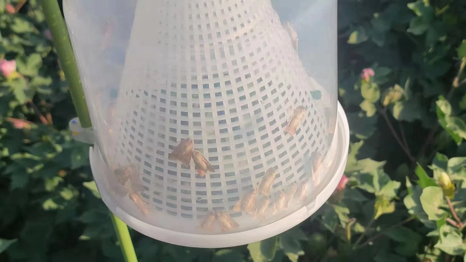 New Upgrade Effective Pheromone Moth Traps Hot Sale From Factory