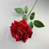 Rose-rouge à grandes cornes
