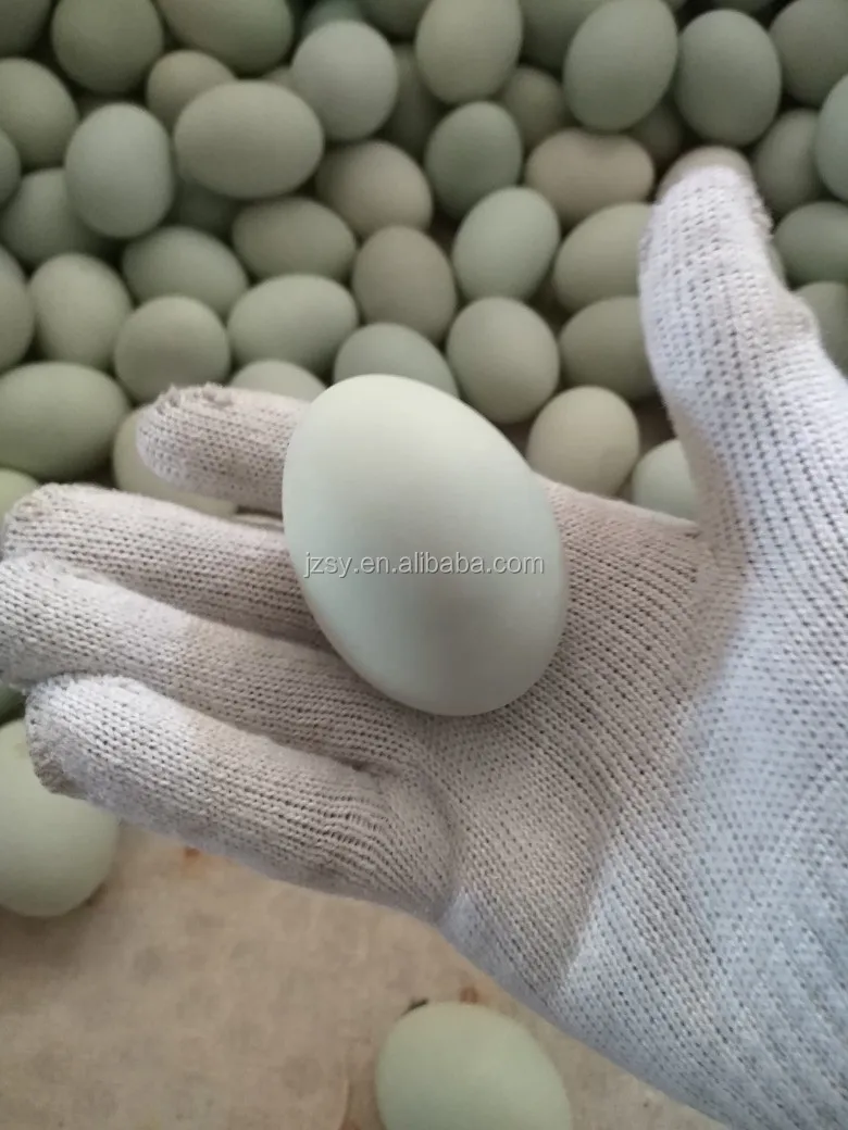 ABS environment-friendly plastic body brush washing egg machine/cleaning  dirty duck eggs machine/poultry egg washer and cleaner