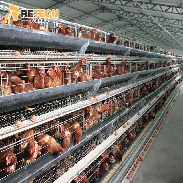 Poultry Farm Simple Design Manual Layer Cage for 10000 Chickens House