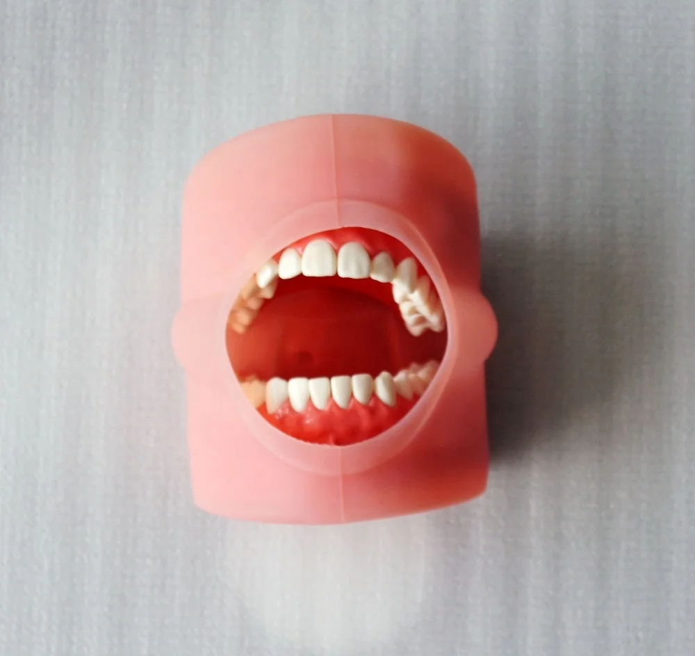 Dental Simulator Nissin Compatible Manikin with Transparent Phantom Head