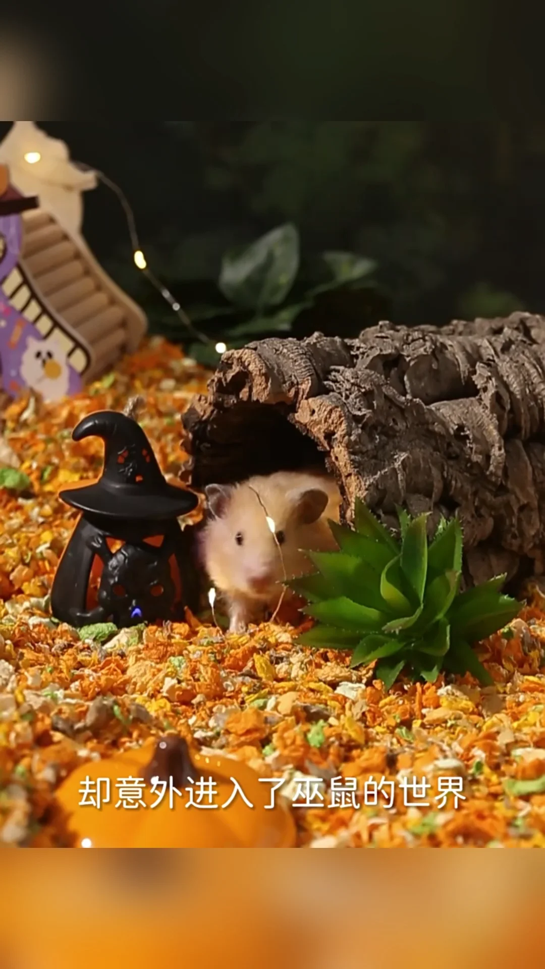 Hamster Habitat Kits With Eco Friendly Materials photo