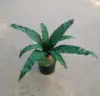 Green 6