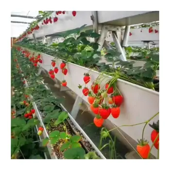 Greenhouse Agricultural Hydroponic Growing Systems Strawberry Cultivation Plastic Gutter