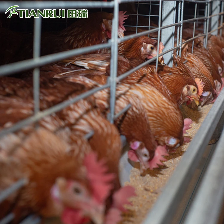 Chicken Project Bird Cage Export,Chicken Cage Layer,Hen House for 1000 Chickens Sale