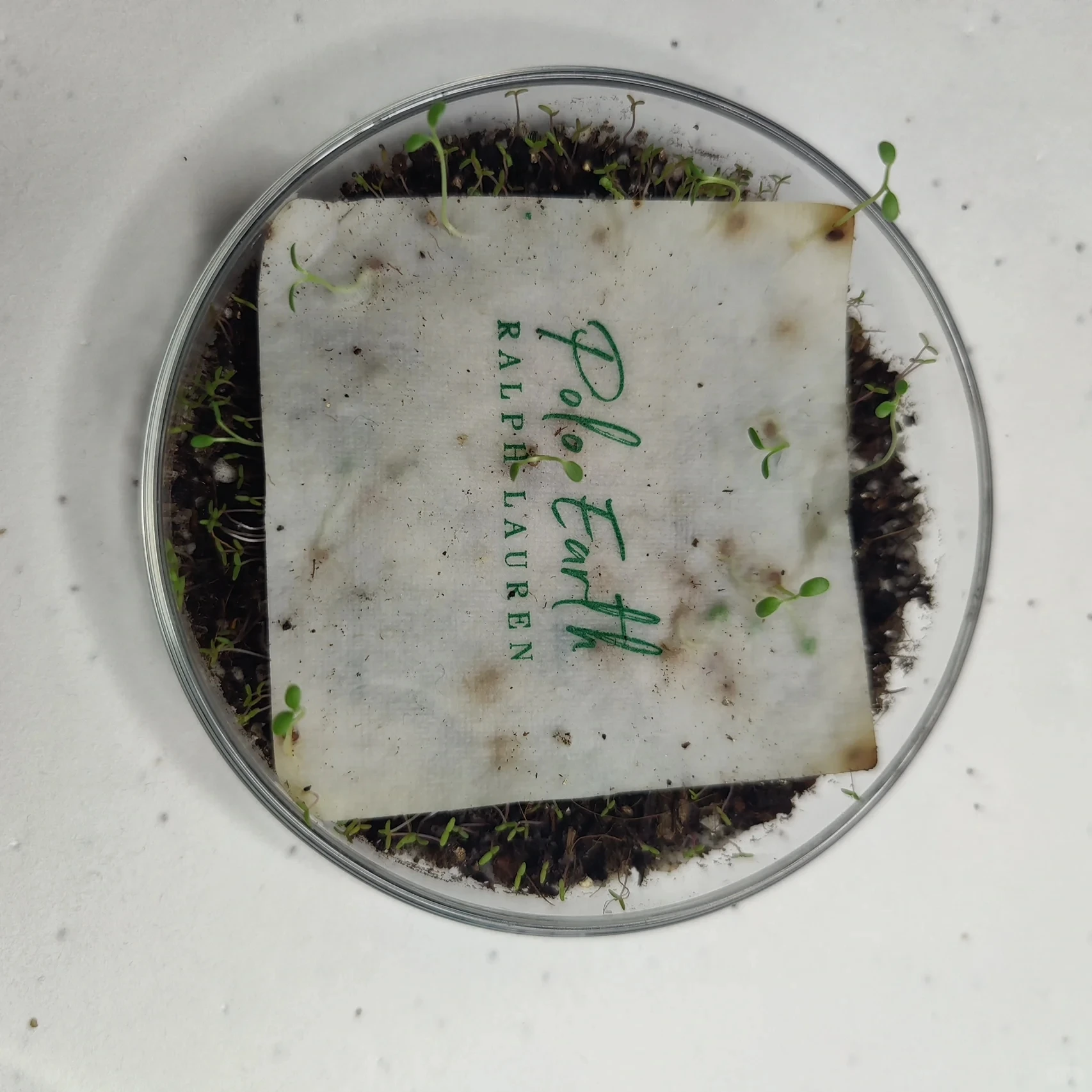 Envelop Sunflower Seeds Embedded Recycled Grow Seed Paper Message Card Thanks Giving Cards