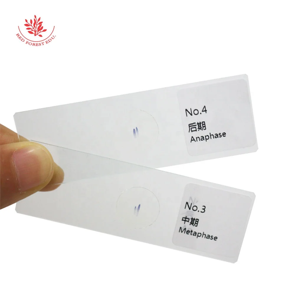 Prepared Microscope Slides Onion Root Tips Cell Mitosis 5 Pcs Set Showing All Stages Clearly for Plant Genetics Biology Science