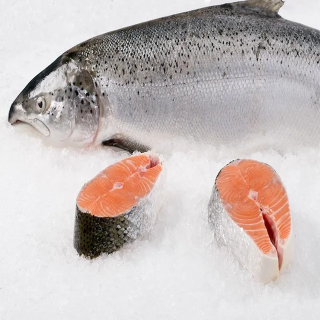 wholesale bulk quantity salmon best quality frozen salmon whole