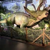 Triceratopo